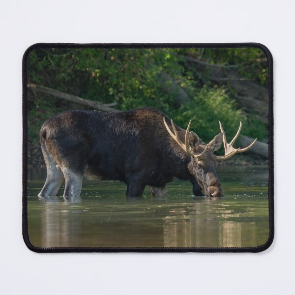 Item preview, Moose designed and sold by ART-SUNRISE.