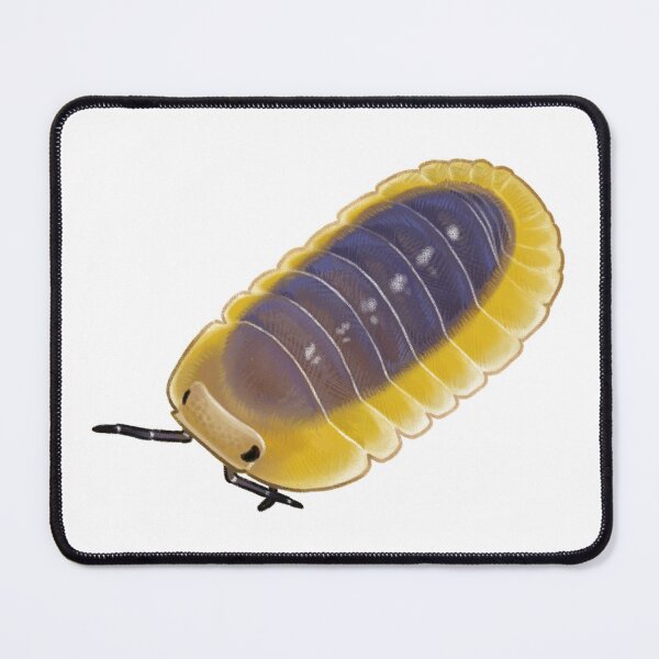 Item preview, cubaris sp. "lemon blue"  designed and sold by Lizurps critters.