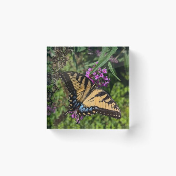 Item preview, Tiger Swallowtail designed and sold by Emily Noyes.