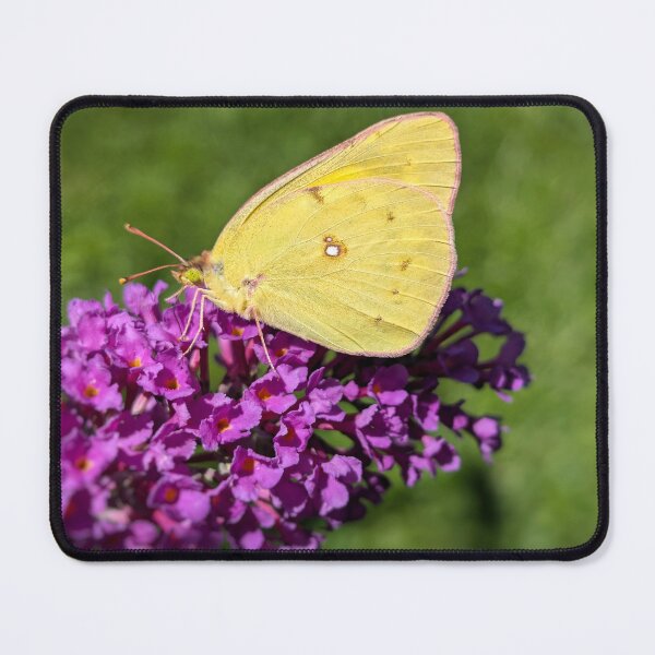 Item preview, Sulfur Butterfly designed and sold by Emily Noyes.