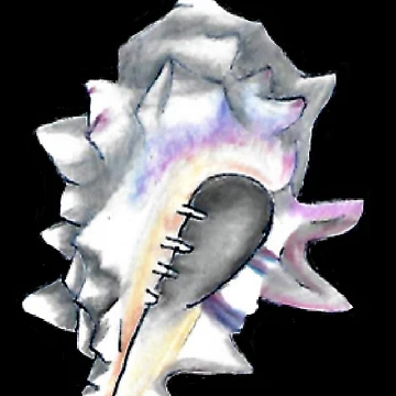 Artwork thumbnail, Blackground Shell by Nomadicperina
