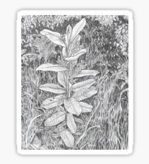 Milkweed Sticker