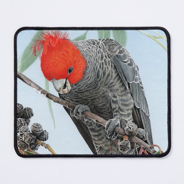Item preview, BOUNTY - Gang-gang Cockatoo designed and sold by Frances McMahon Watercolour Bird Artist.