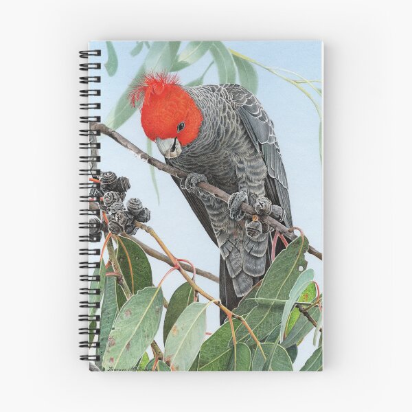 Artikelvorschau, BOUNTY - Gang-Gang-Kakadu entworfen und verkauft von Frances McMahon Watercolour Bird Artist.