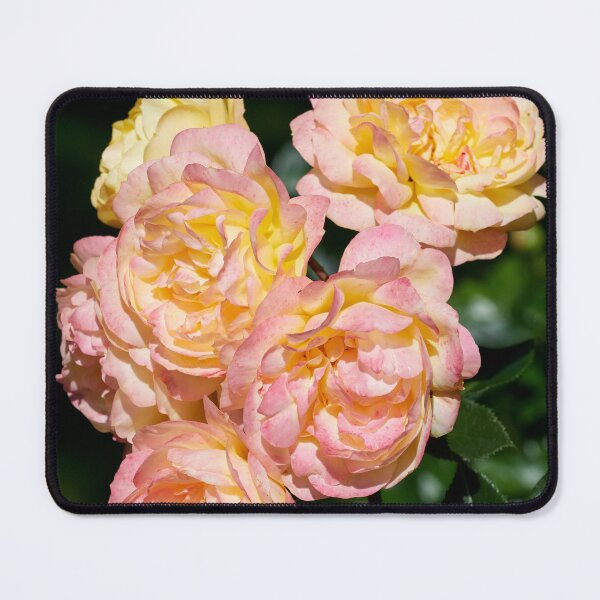 Item preview, Pinks. Roses of the late summer series numer 1 designed and sold by Jouko Lehto Photography.
