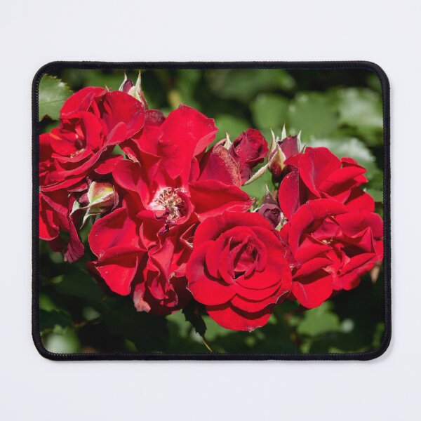 Item preview, Serious red. Roses of the late summer series numer 3 designed and sold by Jouko Lehto Photography.
