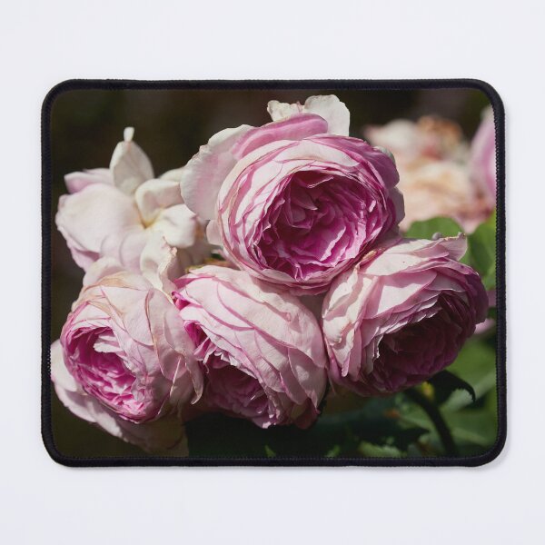 Item preview, The turn to purple. Roses of the late summer series numer 4 designed and sold by Jouko Lehto Photography.