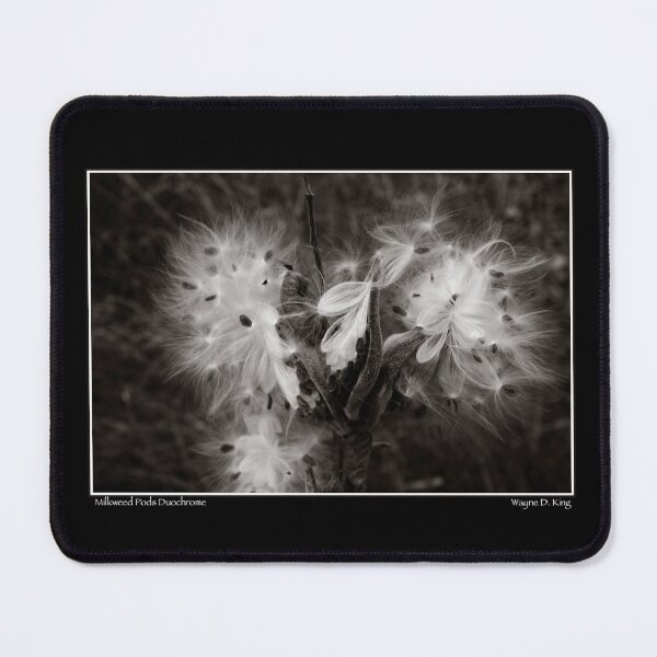 Item preview, Milkweed Pods Duochrome Fine Art Poster designed and sold by Wayne King.