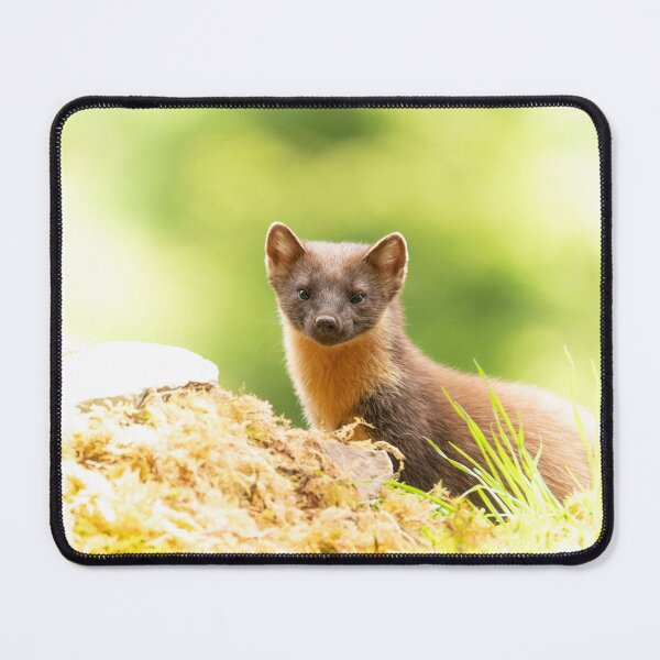 Item preview, Pine Marten designed and sold by KWTImages.