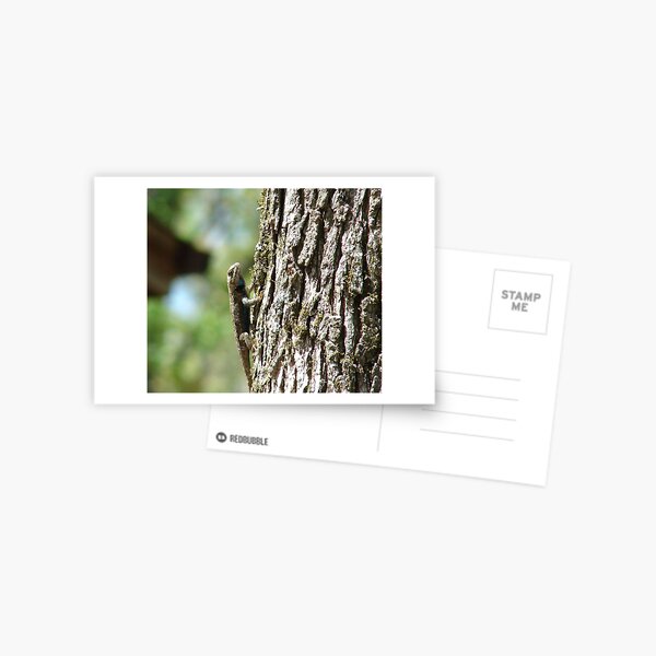 Hiding In Plain Sight Postcard
