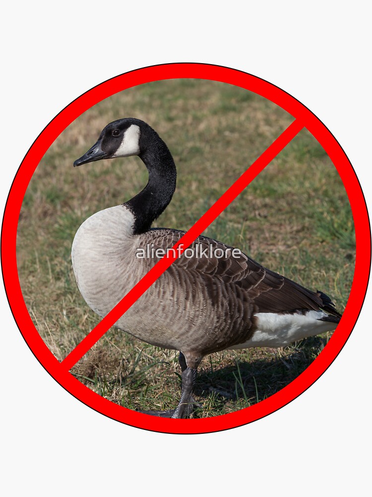 Canada goose no outlet animal