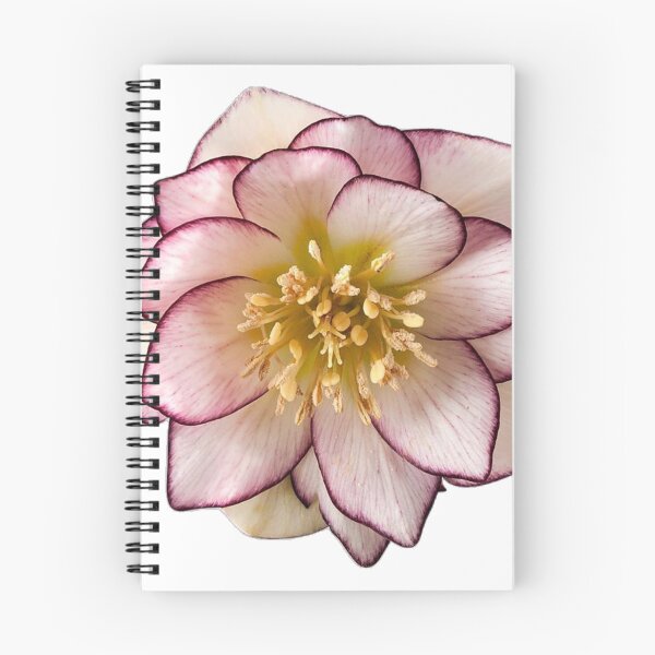 Item preview, helleborus flower sticker designed and sold by inainart.