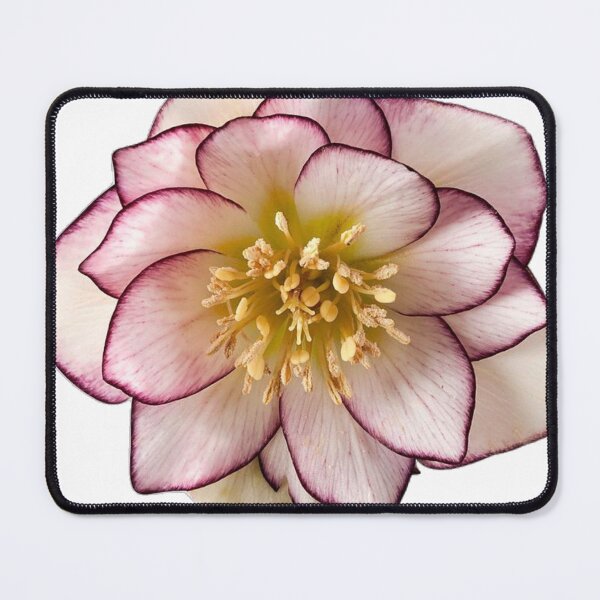 Item preview, helleborus flower sticker designed and sold by inainart.