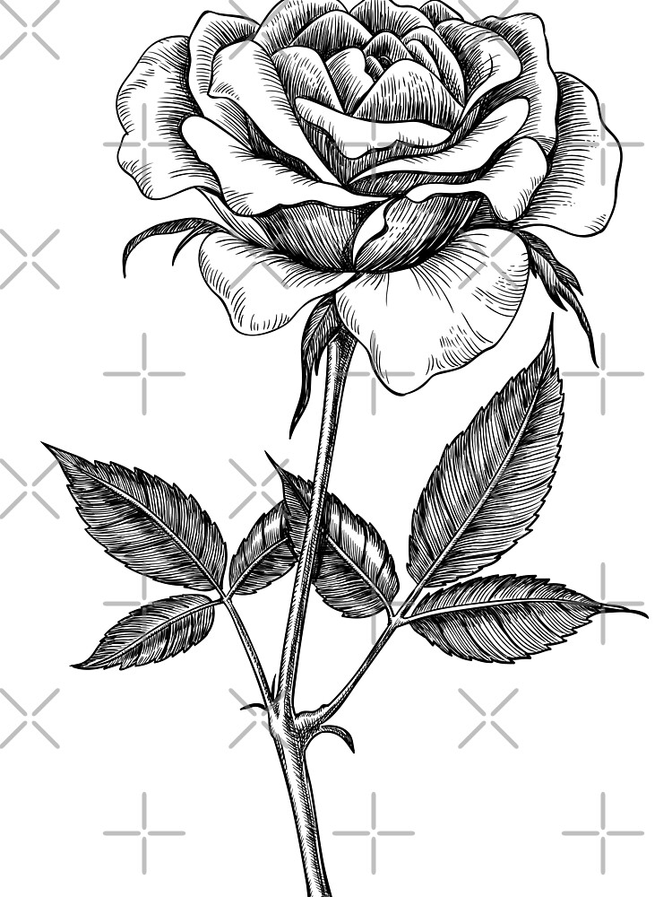 Rose Drawing Tutorial - How to draw Rose step by step