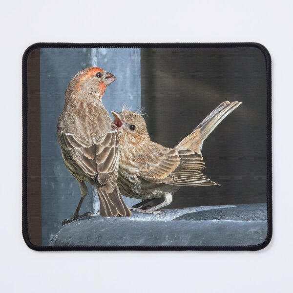 Item preview, Hungry House Finch Fledgling  designed and sold by CarolM.