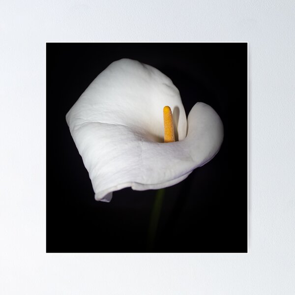 Item preview, Pure Elegance designed and sold by AnnaKova8.