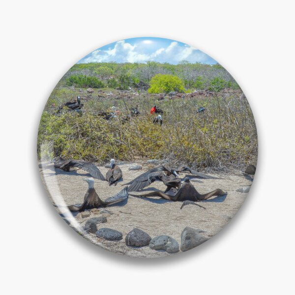 Item preview, Magnificent Frigatebirds Drying Their Wings, Galapagos Islands, Ecuador  designed and sold by Catherine Sherman.
