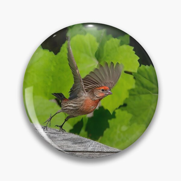 Item preview, House Finch Take Off designed and sold by CarolM.