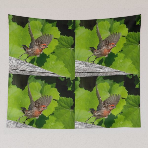 Item preview, House Finch Take Off designed and sold by CarolM.