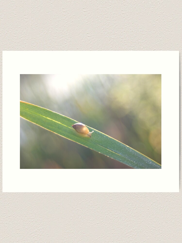 Thumbnail 1 of 3, Art Print, Brilliant little snail's Highway designed and sold by steppeland.