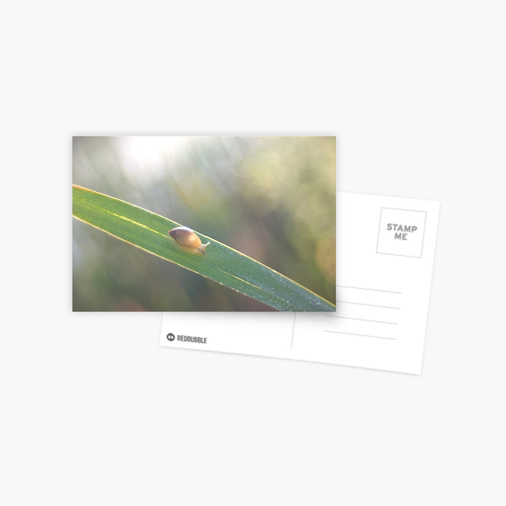 Item preview, Postcard designed and sold by steppeland.