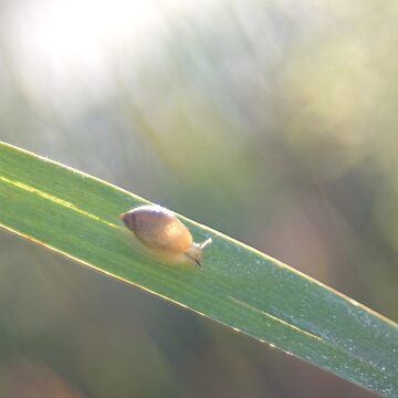 Artwork thumbnail, Brilliant little snail's Highway by steppeland