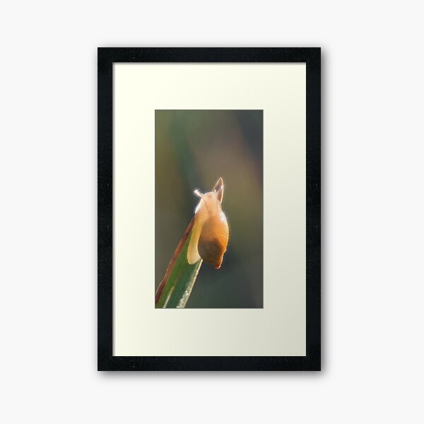 Brilliant little snail Framed Art Print