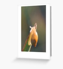 Brilliant little snail Greeting Card