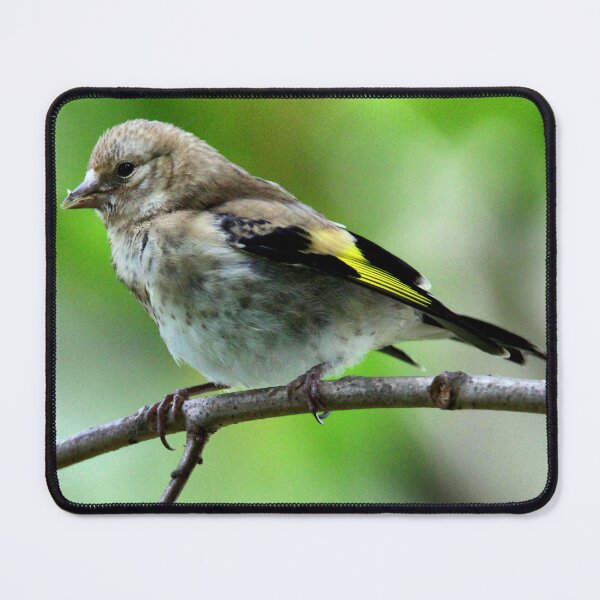 Item preview, Juvenile goldfinch designed and sold by KathleenDawson.