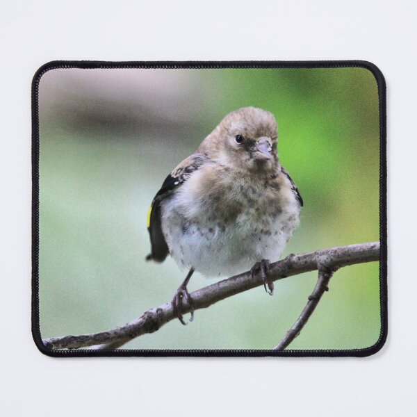 Item preview, Juvenile goldfinch designed and sold by KathleenDawson.