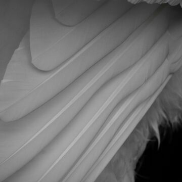 Artwork thumbnail, Feathers by Katies Gallery