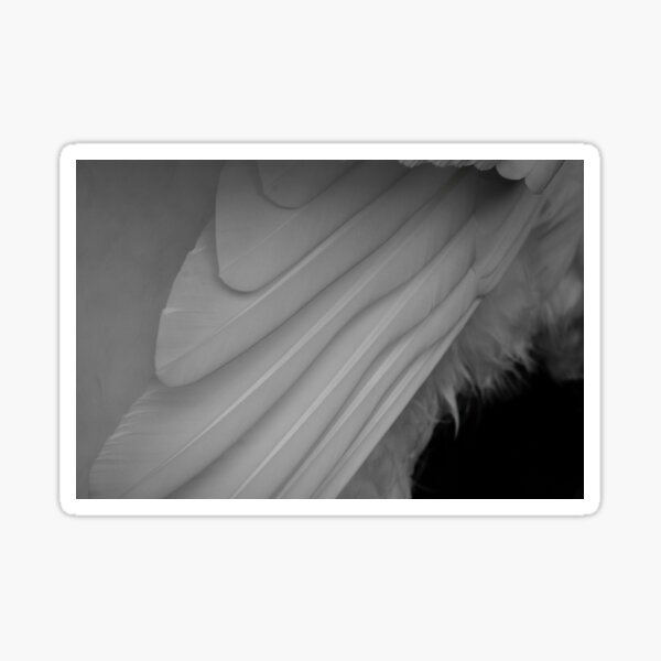 Aperçu de l'œuvre Plumes créée et vendue par Katies Gallery .