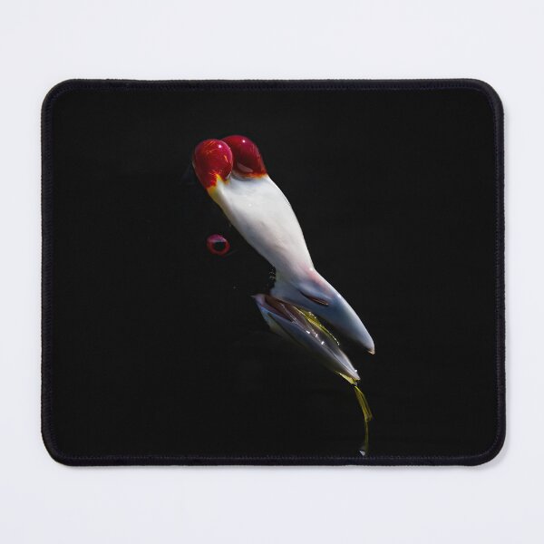 Item preview, Red Knobbed Coot designed and sold by Ralph Goldsmith.