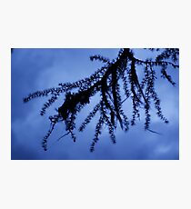 Larch Photographic Print