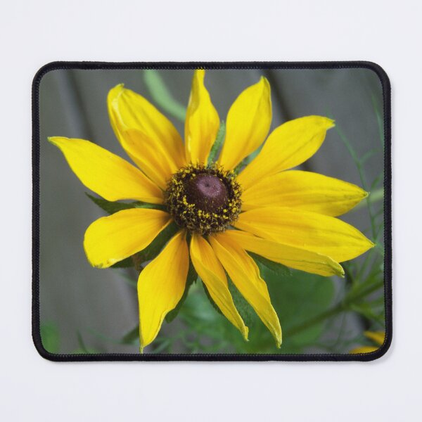 Item preview, Imperfect Black Eyed Susan Flower :) designed and sold by DianeBP.