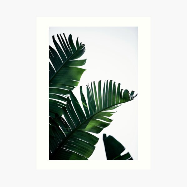 Banana Leaf Wall Art Redbubble