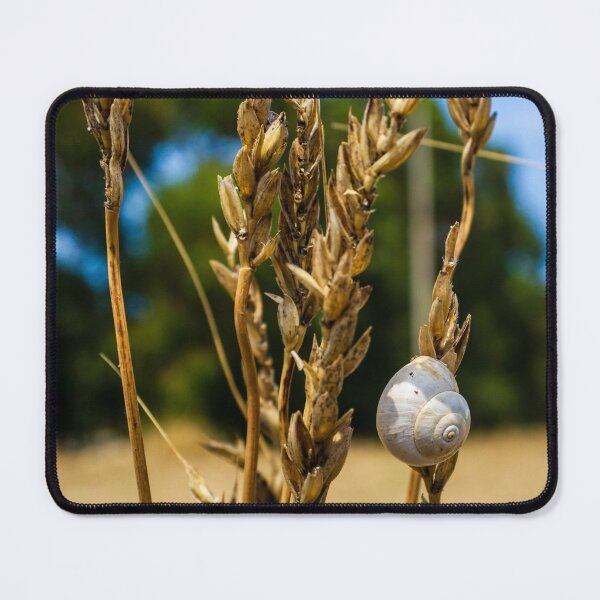 Item preview, Snail on Dry Wheat Stalks in a Sunny Rural Field Scene designed and sold by Nmallia.