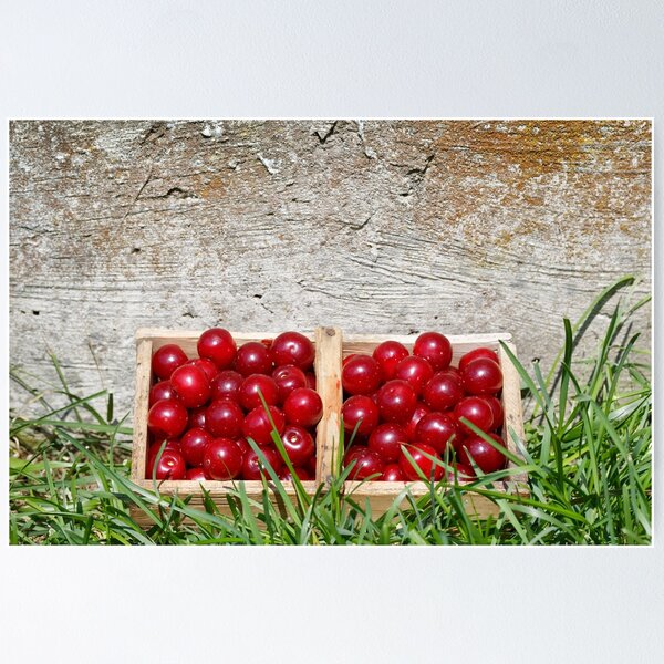 Item preview, Prunus cerasus sour cherry fruit in their garden designed and sold by Claraveritas.