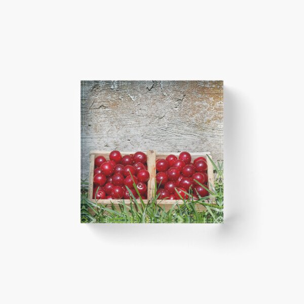 Item preview, Prunus cerasus sour cherry fruit in their garden designed and sold by Claraveritas.