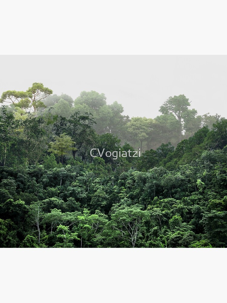 Tropical Foggy Forest by CVogiatzi
