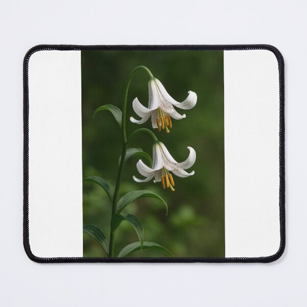 Item preview, Lilium Ledebourii – Exotic Rare White Lily designed and sold by Elham Bazyar.