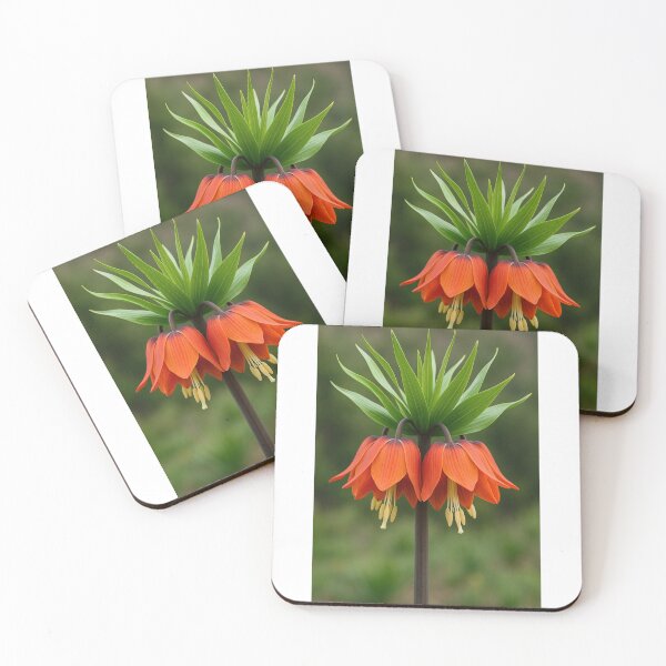 Item preview, Fritillaria Imperialis – Crown Imperial / Persian Inverted Tulip designed and sold by Elham  Bazyar.