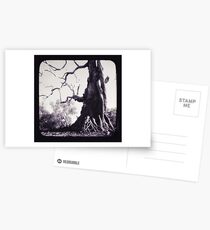 Wildman Postcards