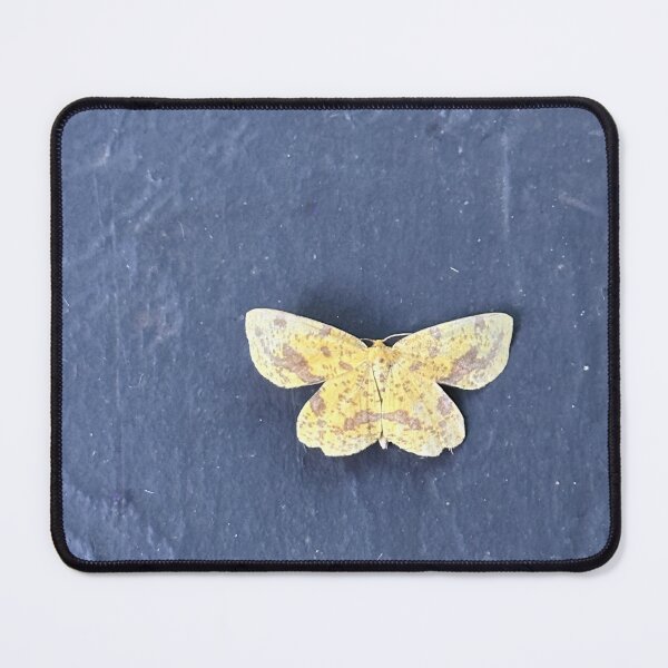 Item preview, Geometer moth designed and sold by Alice Kahn.