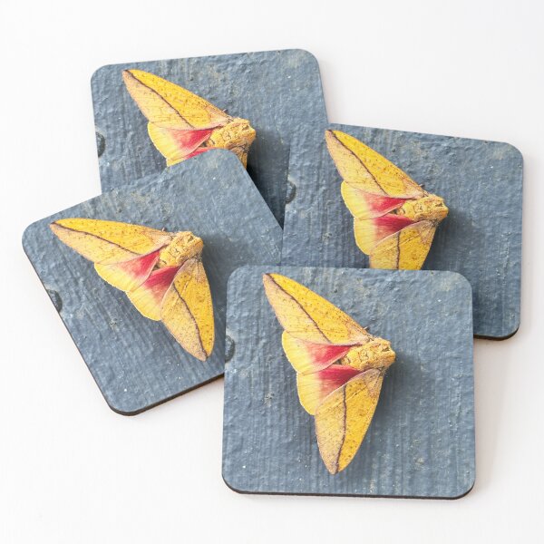 Item preview, Bisected Honey Locust Moth designed and sold by Alice Kahn.