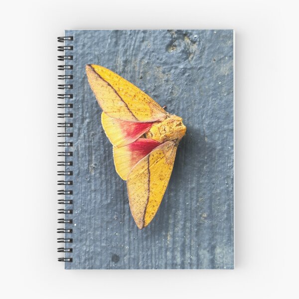 Item preview, Bisected Honey Locust Moth designed and sold by Alice Kahn.