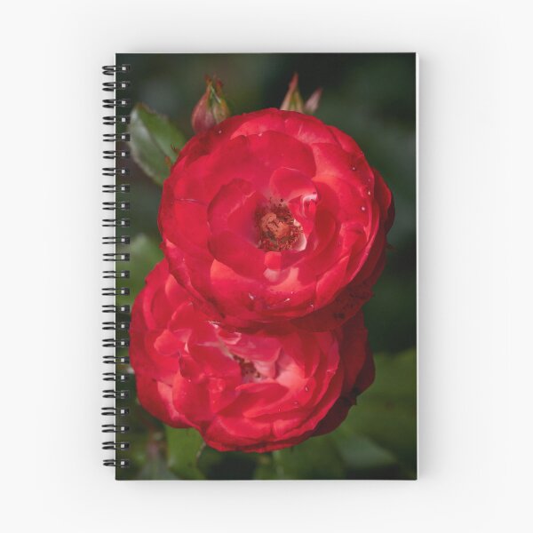 Item preview, Planten und Blomen red. Roses of the late summer series numer 5 designed and sold by Jouko Lehto Photography.