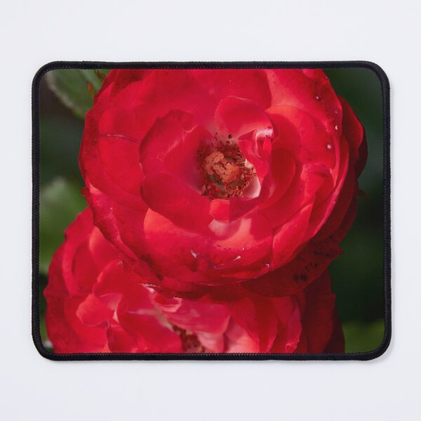 Item preview, Planten und Blomen red. Roses of the late summer series numer 5 designed and sold by Jouko Lehto Photography.