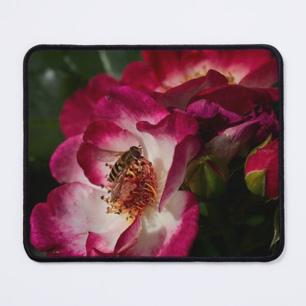 Item preview, Hoverflies dream. Roses of the late summer series numer 7 designed and sold by Jouko Lehto Photography.