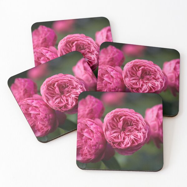 Item preview, Presumptuous pink. Roses of the late summer series numer 10 designed and sold by Jouko Lehto Photography.